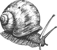 Detailed black and white line drawing of a snail with a large shell vector