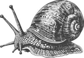 Detailed black and white line drawing of a snail with long curled antennas vector