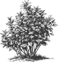 Ornate detailed pencil drawing of a lush dense shrubbery with delicate leaves and budding flowers vector