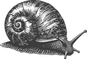 Detailed black and white line drawing of a snail vector