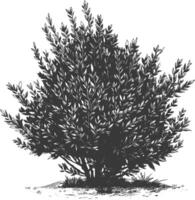 Detailed botanical drawing of a lush green bush with intricate leaves and branches vector
