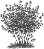Detailed Hand-Drawn Sketch of a Leafy Plant with Multiple Branches vector