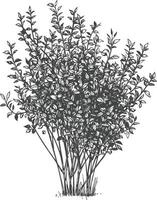 Detailed botanical drawing of a leafy bush with intricate branches and delicate foliage vector