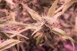 Cannabis plants growing at indoor cannabis farms use LED light, clay pellets, and a deep water culture system. The texture of marijuana leaves. Concept of cannabis plantation for medical photo