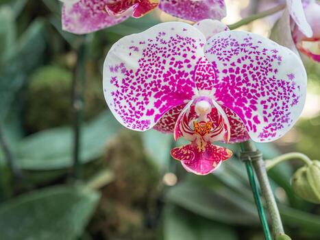 phalaenopsis polca puntos orquídea o polilla orquídeas son floreciente en el jardín foto