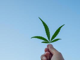 Hand of holding cannabis leaf with the sky background. The texture of marijuana leaves. Close-up photo with copy space for text. Concept of cannabis plantation for medical