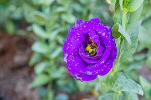 A Close-up of a purple lisianthus flower is blooming in the garden. Nature background with copy space for text photo