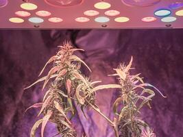 Cannabis plants growing at indoor farms use LED light, clay pellets, and a deep water culture system. The texture of marijuana leaves. Concept of cannabis plantation for medical photo