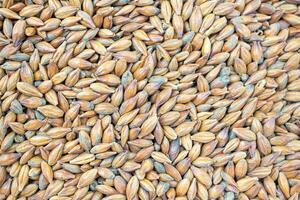 Full frame of barley grain malt ingredient in cooking and beverage production. Process of making craft beer from malt. Concept of alcoholic beverage homemade photo