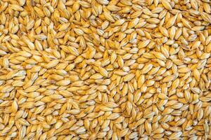 Full frame of barley grain malt ingredient in cooking and beverage production. Process of making craft beer from malt. Concept of alcoholic beverage homemade photo