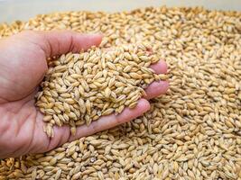 Dry barley grain malt ingredient in cooking and beverage production. Process of making craft beer from malt. Concept of alcoholic beverage homemade photo