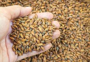 Dry barley grain brown malt ingredient in cooking and beverage production. Process of making craft beer from malt. Concept of alcoholic beverage homemade photo