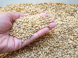 Dry barley grain malt ingredient in cooking and beverage production. Process of making craft beer from malt. Concept of alcoholic beverage homemade photo