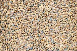 Full frame of barley grain malt ingredient in cooking and beverage production. Process of making craft beer from malt. Concept of alcoholic beverage homemade photo
