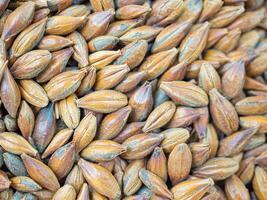 Full frame of barley grain brown malt ingredient in cooking and beverage production. Process of making craft beer from malt. Concept of alcoholic beverage homemade photo