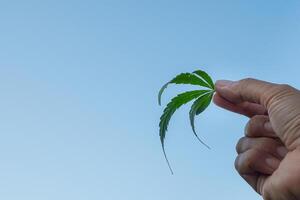 Hand of holding cannabis leaf with the sky background. The texture of marijuana leaves. Close-up photo with copy space for text. Concept of cannabis plantation for medical