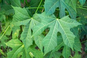 Tree spinach is scientifically named Cnidoscolus chayamansa McVaugh a very nutritious vegetable. It is a good source of protein, vitamins, and many other minerals. Concept of healthy vegetables photo