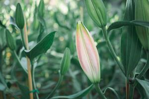 A Close-up of a bud lily flower in the garden. Nature background with copy space for text photo