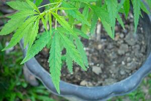 Cannabis plant growing at outdoors marijuana farm. The texture of marijuana leaves. Close-up photo with copy space for text. Concept of cannabis plantation for medical