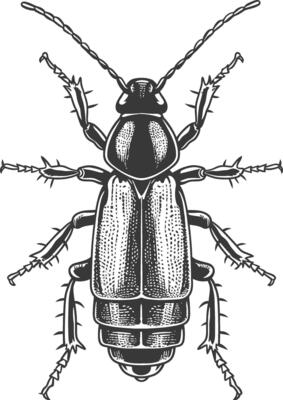 Detailed illustration of a beetle with intricate patterns and spiky legs