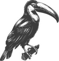 Detailed Sketch of a Perched Toucan with Bold Lines and Shading vector