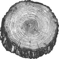 Detailed Cross Section of a Tree Trunk with Growth Rings vector
