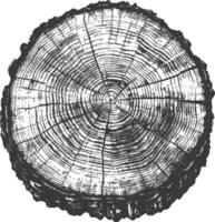 Detailed Cross Section of a Tree Trunk with Growth Rings vector