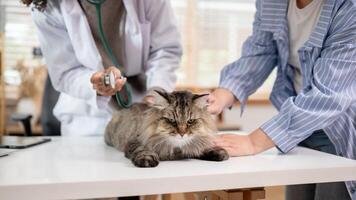 A close-up image of a grumpy fluffy cat on an examination table being inspected by a veterinarian. photo