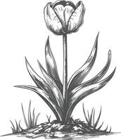 Detailed botanical drawing of a tulip flower in full bloom with leaves and roots vector