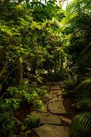 Tropical path in rainforest full of branches, green colors and large trees. Lush Green Jungle Natural background. Mysterious photo