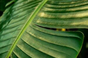 Green palm leaf pattern texture abstract background tropical forest, concept of ecology and destination progress, freedom journey lifestyle jungle background, exotic plant. Summer tropic photo