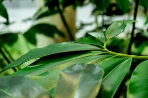 Green palm leaf pattern texture abstract background tropical forest, concept of ecology and destination progress, freedom journey lifestyle jungle background, exotic plant. Summer tropic photo