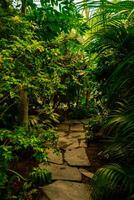 Tropical path in rainforest full of branches, green colors and large trees. Lush Green Jungle Natural background. Mysterious photo