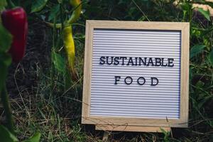SUSTAINABLE FOOD message on background of fresh eco-friendly bio grown bell pepper in garden. Countryside food production concept. Locally produce harvesting. Sustainability and responsibility photo