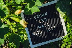 GROWN AND MADE WITH LOVE message on background of fresh eco-friendly bio grown green zucchini in garden. Countryside food production concept. Locally produce harvesting. Sustainability and responsibility photo