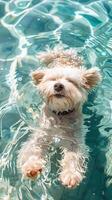 Cute fluffy dog swimming in clear blue water, enjoying a sunny day. Perfect stock image for pet and summer themed content. photo