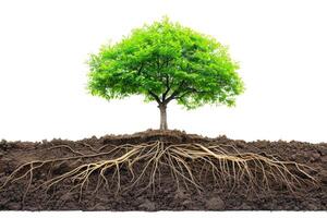 Tree with Visible Roots in Soil on White Background photo