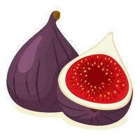 Figs in cartoon flat style on a white background. vector