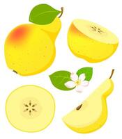 Set of isolated yellow pear in cartoon style with flowering. vector