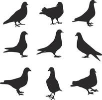 a set of silhouettes of pigeons vector