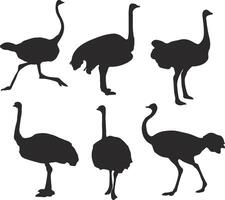set of ostrich silhouettes illustration vector