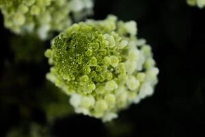 closeup hydrangea. Beautiful natural background with delicate white hydrangea flowers in landscape design. Flowers in the garden photo