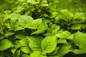Plants or trees with green leaves growing on the ground and green nature background blurred with the concept of reforestation and forest restoration with natural cycle. photo