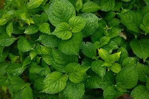 Plants or trees with green leaves growing on the ground and green nature background blurred with the concept of reforestation and forest restoration with natural cycle. photo