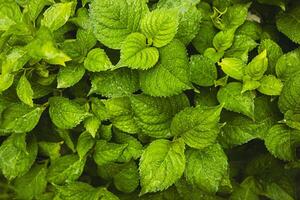 Plants or trees with green leaves growing on the ground and green nature background blurred with the concept of reforestation and forest restoration with natural cycle. photo