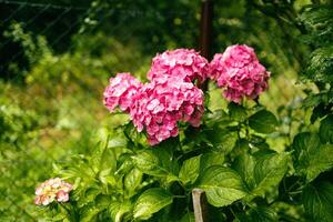 Pink hydrangea, close-up. Flowering bush. Huge hydrangea in the front garden. Flowering purple and pink hydrangea. photo