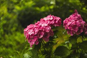 Pink hydrangea, close-up. Flowering bush. Huge hydrangea in the front garden. Flowering purple and pink hydrangea. photo