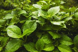 Plants or trees with green leaves growing on the ground and green nature background blurred with the concept of reforestation and forest restoration with natural cycle. photo