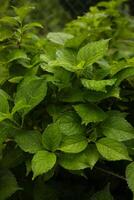 Plants or trees with green leaves growing on the ground and green nature background blurred with the concept of reforestation and forest restoration with natural cycle. photo