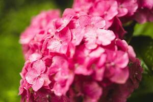 Bush of blooming pink Hydrangea or Hortensia flowers in the summer. Natural background, selective focus photo